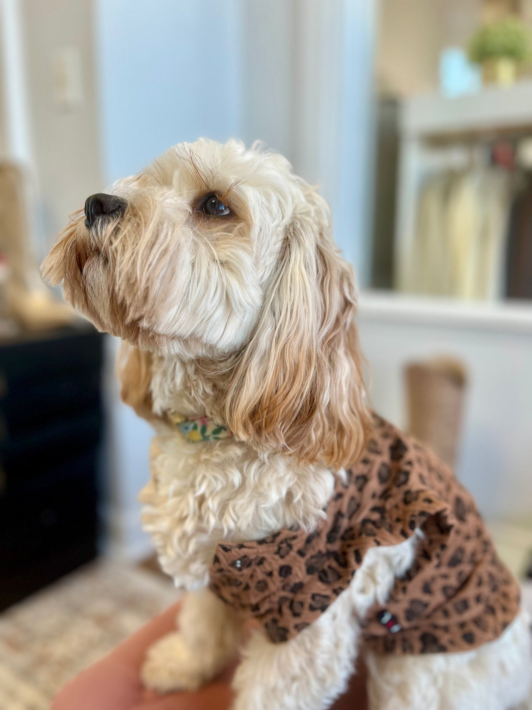 Leopard Dog Sweater